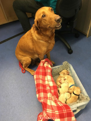 Illustration de l'article : 20 photos de chiennes épuisées par la maternité, mais posant avec fierté aux côtés de leurs petits