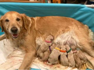 Illustration de l'article : 20 photos de chiennes épuisées par la maternité, mais posant avec fierté aux côtés de leurs petits