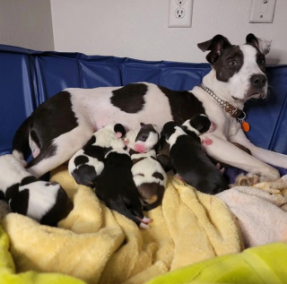 Illustration de l'article : 20 photos de chiennes épuisées par la maternité, mais posant avec fierté aux côtés de leurs petits