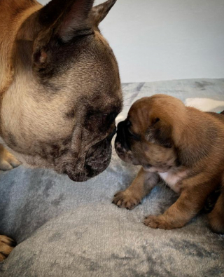 Illustration de l'article : 20 photos de chiennes épuisées par la maternité, mais posant avec fierté aux côtés de leurs petits