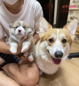 Illustration de l'article : 20 photos de chiennes épuisées par la maternité, mais posant avec fierté aux côtés de leurs petits