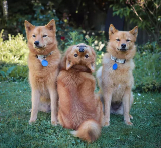 Illustration de l'article : 6 chiens qui n'ont pas véritablement saisi ce qu'on attendait d'eux