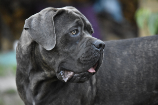 Illustration de l'article : Cane Corso