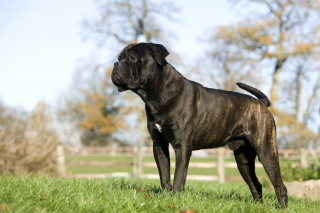 Illustration de l'article : Cane Corso