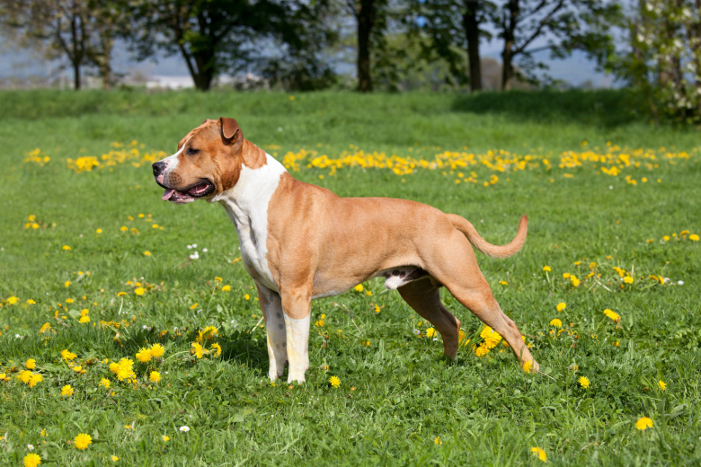 American Staffordshire Terrier Histoire Caract ristiques ducation 