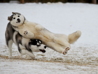 Illustration de l'article : 20 chiens farceurs avec lesquels il est impossible d'obtenir la moindre photo correcte