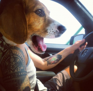 Illustration de l'article : 20 chiens farceurs avec lesquels il est impossible d'obtenir la moindre photo correcte