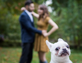 Illustration de l'article : 20 chiens farceurs avec lesquels il est impossible d'obtenir la moindre photo correcte