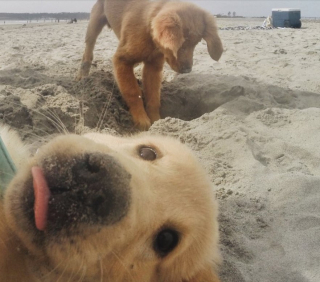 Illustration de l'article : 20 chiens farceurs avec lesquels il est impossible d'obtenir la moindre photo correcte