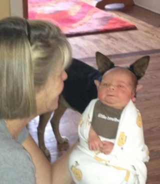 Illustration de l'article : 20 chiens farceurs avec lesquels il est impossible d'obtenir la moindre photo correcte