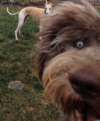 Illustration de l'article : 20 chiens farceurs avec lesquels il est impossible d'obtenir la moindre photo correcte