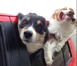 Illustration de l'article : 20 chiens farceurs avec lesquels il est impossible d'obtenir la moindre photo correcte