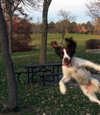 Illustration de l'article : 20 chiens farceurs avec lesquels il est impossible d'obtenir la moindre photo correcte