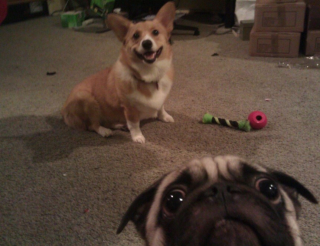 Illustration de l'article : 20 chiens farceurs avec lesquels il est impossible d'obtenir la moindre photo correcte