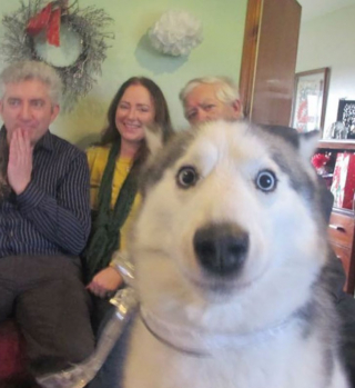 Illustration de l'article : 20 chiens farceurs avec lesquels il est impossible d'obtenir la moindre photo correcte