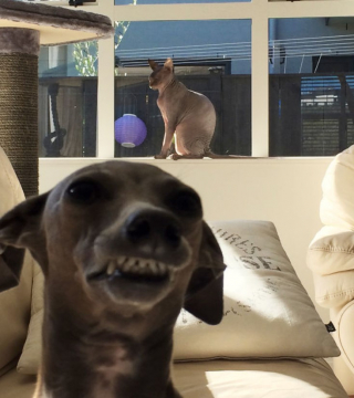 Illustration de l'article : 20 chiens farceurs avec lesquels il est impossible d'obtenir la moindre photo correcte