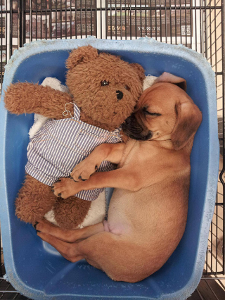 Illustration de l'article : 10 photos de chiots tendrement blottis contre leurs peluches et qui ne s'en sépareraient pour rien au monde