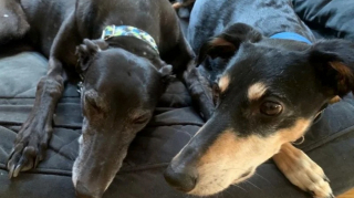 Illustration de l'article : Ces 2 l&eacute;vriers abandonn&eacute;s ont nou&eacute; une amiti&eacute; si forte que le personnel du refuge exige qu&rsquo;ils soient adopt&eacute;s ensemble