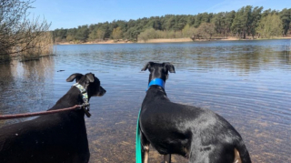 Illustration de l'article : Ces 2 l&eacute;vriers abandonn&eacute;s ont nou&eacute; une amiti&eacute; si forte que le personnel du refuge exige qu&rsquo;ils soient adopt&eacute;s ensemble