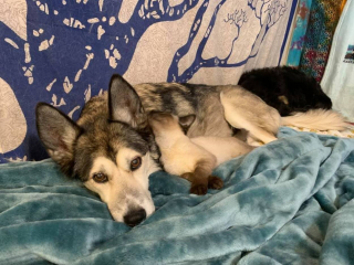 Illustration de l'article : Loin d’être effrayé par le Husky de la famille, ce Siamois handicapé va décider de ne plus le lâcher !