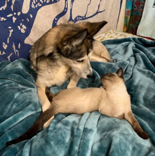 Illustration de l'article : Loin d’être effrayé par le Husky de la famille, ce Siamois handicapé va décider de ne plus le lâcher !