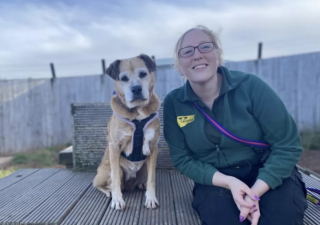 Illustration de l'article : Malgré les promesses des internautes, Molly n’a toujours pas trouvé de famille et entame sa 12e année au refuge