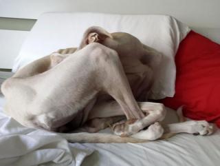 Illustration de l'article : 19 chiens qui se sont laissé vaincre par le sommeil dans des postures et des lieux inattendus