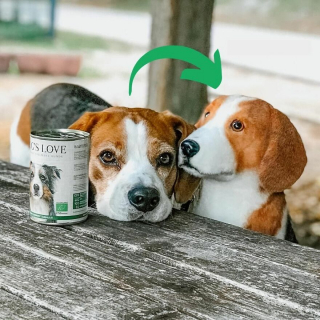 Illustration de l'article : 20 photos adorables de chiens posant aux côtés de leur double en peluche