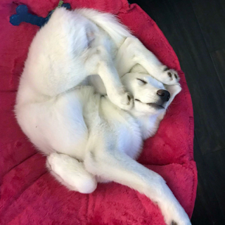 Illustration de l'article : 19 chiens qui se sont laissé vaincre par le sommeil dans des postures et des lieux inattendus