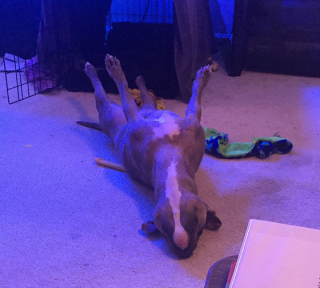 Illustration de l'article : 19 chiens qui se sont laissé vaincre par le sommeil dans des postures et des lieux inattendus