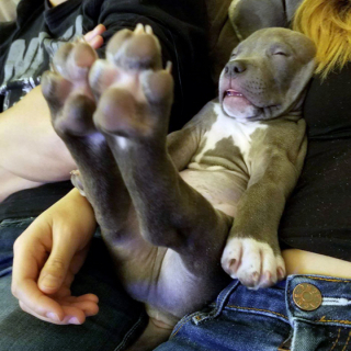Illustration de l'article : 19 chiens qui se sont laissé vaincre par le sommeil dans des postures et des lieux inattendus
