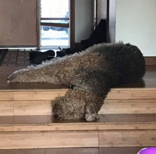 Illustration de l'article : 19 chiens qui se sont laissé vaincre par le sommeil dans des postures et des lieux inattendus