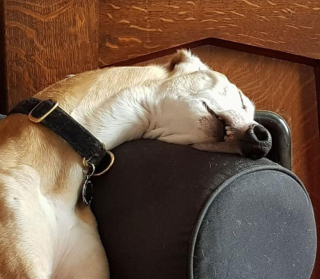 Illustration de l'article : 19 chiens qui se sont laissé vaincre par le sommeil dans des postures et des lieux inattendus
