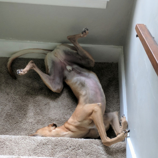 Illustration de l'article : 19 chiens qui se sont laissé vaincre par le sommeil dans des postures et des lieux inattendus