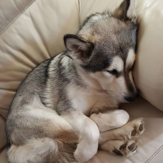 Illustration de l'article : 19 chiens qui se sont laissé vaincre par le sommeil dans des postures et des lieux inattendus