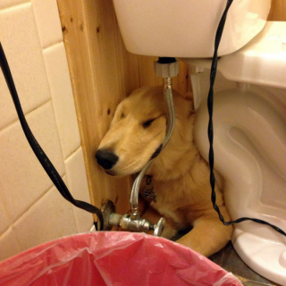 Illustration de l'article : 19 chiens qui se sont laissé vaincre par le sommeil dans des postures et des lieux inattendus