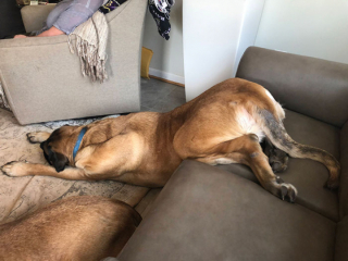 Illustration de l'article : 19 chiens qui se sont laissé vaincre par le sommeil dans des postures et des lieux inattendus