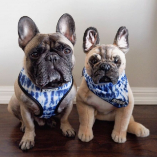 Illustration de l'article : 20 photos adorables de chiens posant aux côtés de leur double en peluche