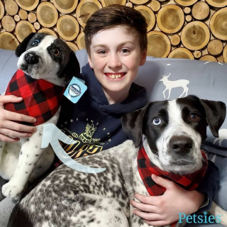 Illustration de l'article : 20 photos adorables de chiens posant aux côtés de leur double en peluche