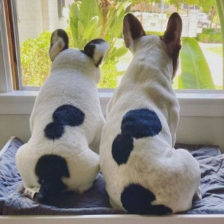 Illustration de l'article : 20 photos adorables de chiens posant aux côtés de leur double en peluche