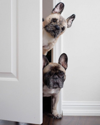 Illustration de l'article : 20 photos adorables de chiens posant aux côtés de leur double en peluche