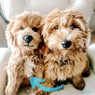 Illustration de l'article : 20 photos adorables de chiens posant aux côtés de leur double en peluche