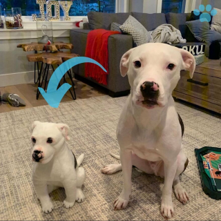 Illustration de l'article : 20 photos adorables de chiens posant aux côtés de leur double en peluche