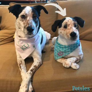 Illustration de l'article : 20 photos adorables de chiens posant aux côtés de leur double en peluche