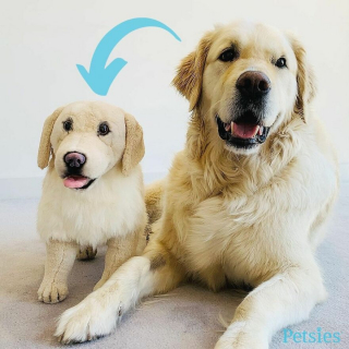 Illustration de l'article : 20 photos adorables de chiens posant aux côtés de leur double en peluche