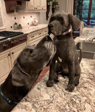 Illustration de l'article : 20 photos adorables de chiens posant aux côtés de leur double en peluche