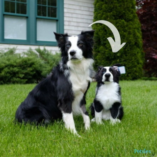 Illustration de l'article : 20 photos adorables de chiens posant aux côtés de leur double en peluche