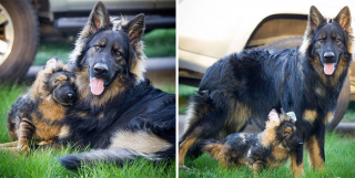 Illustration de l'article : 20 photos adorables de chiens posant aux côtés de leur double en peluche