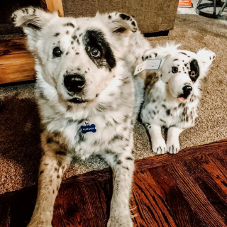 Illustration de l'article : 20 photos adorables de chiens posant aux côtés de leur double en peluche