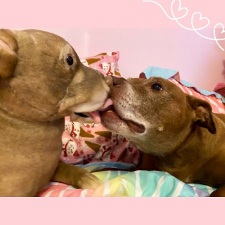 Illustration de l'article : 20 photos adorables de chiens posant aux côtés de leur double en peluche
